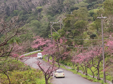 八重岳樱之森公园旅游景点图片