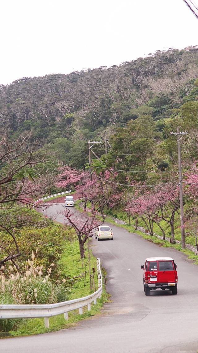 八重岳樱之森公园