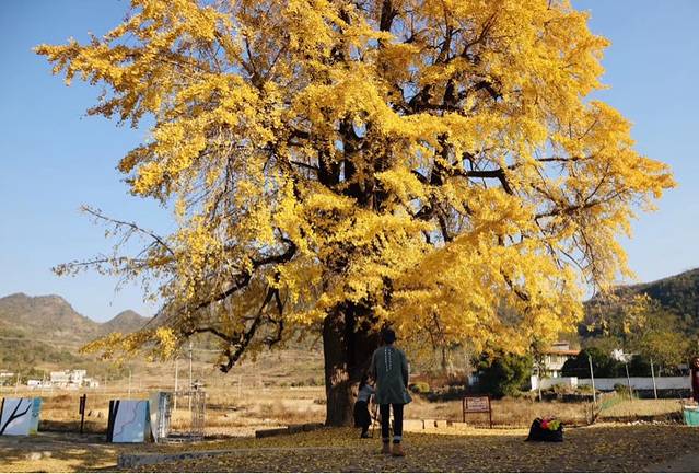 小江银杏园