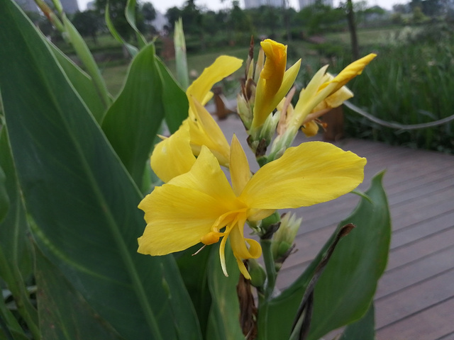 "在南宁那考河湿地公园就种了连片的美人蕉，因为美人蕉的根系发达，是净化臭水的最好的植物_那考河湿地公园"的评论图片