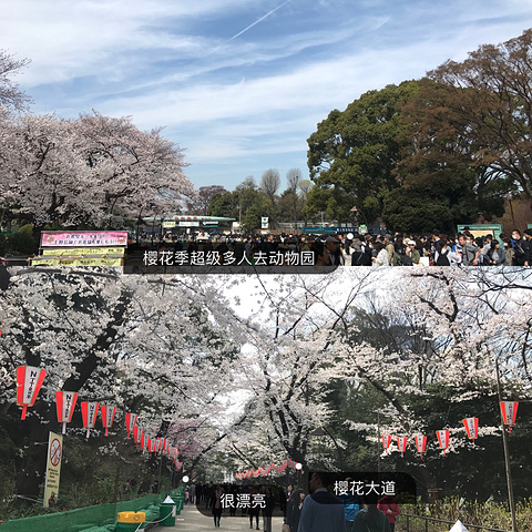 "上野公园游玩攻略_上野公园"的评论图片