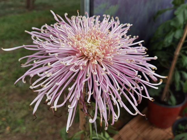 抓紧时间哦目前花田中的小菊花还有很待开放植物园中的各色小菊田还在