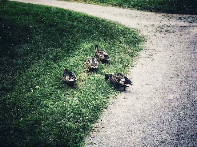 哈利法克斯公共公园