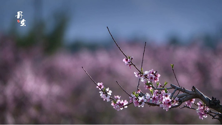 "河口  《在那桃花盛开的地方》让我一直向往桃花盛世的季节……_河口景区"的评论图片