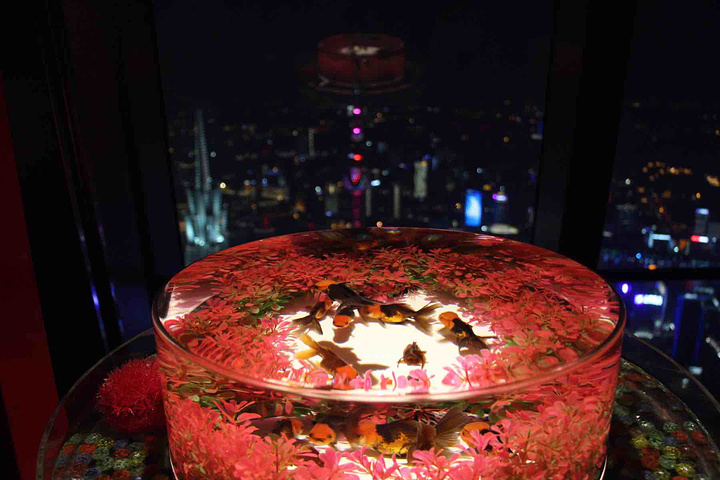 "同展而来的还有近5000条五彩斑斓的金鱼，多达18个名贵珍奇品种集中亮相，呈现出一场传统文化与..._上海环球金融中心"的评论图片