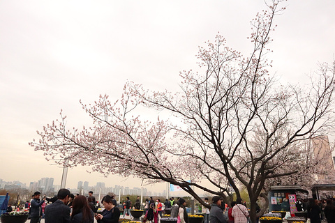 樱花大道（樱花庆典）旅游景点攻略图