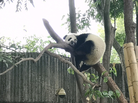 小熊猫2号活动场旅游景点攻略图
