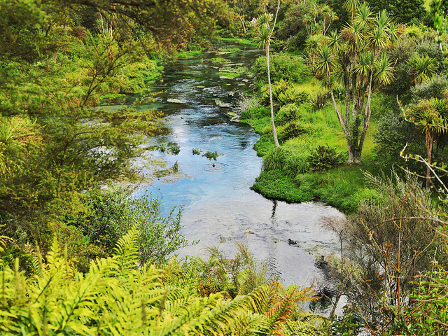"新西兰🇳🇿北岛小众景点-Blue Spring_蓝泉"的评论图片