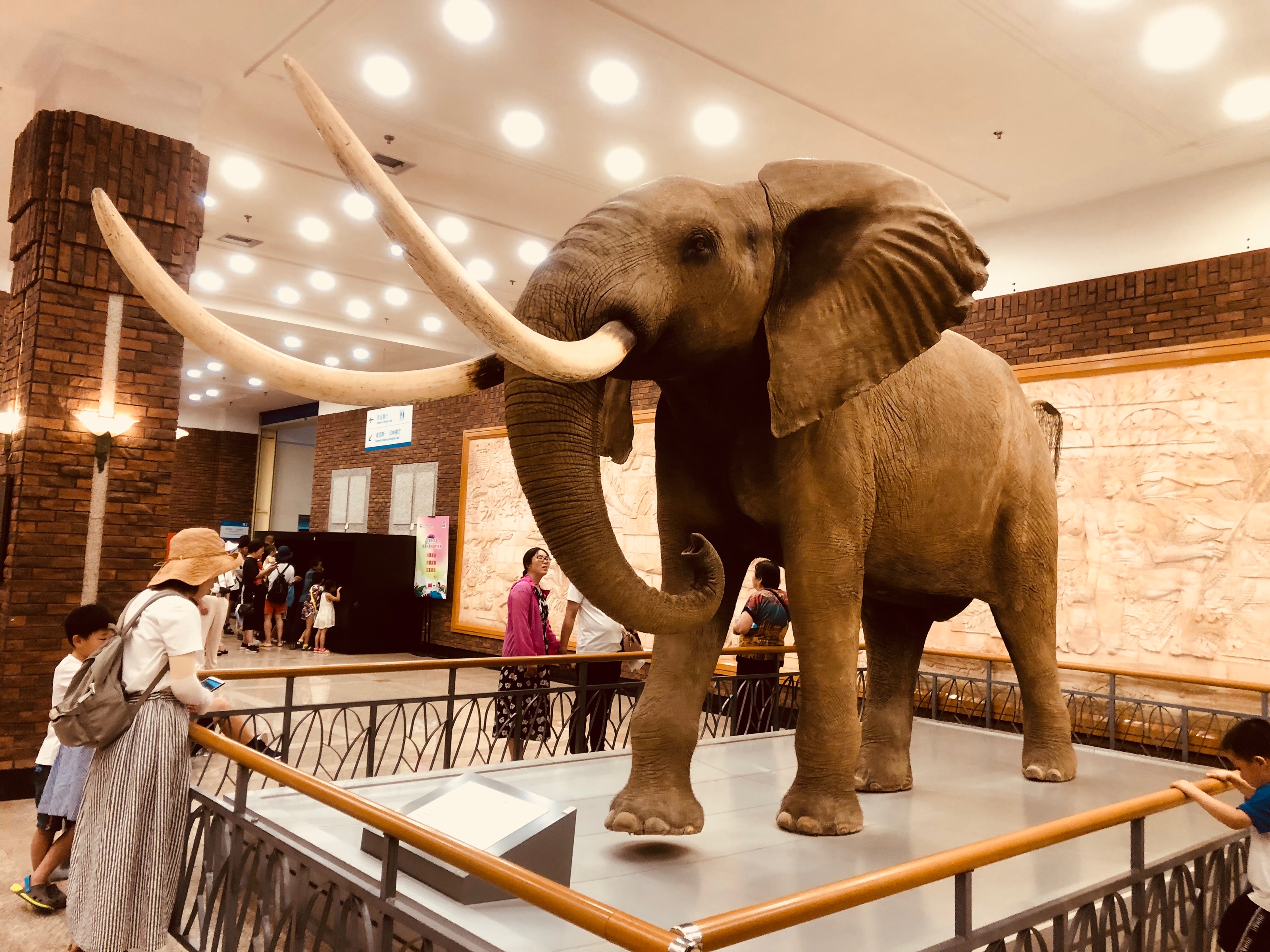 2019大连自然博物馆游玩攻略,最好看的是非洲动物展厅,模