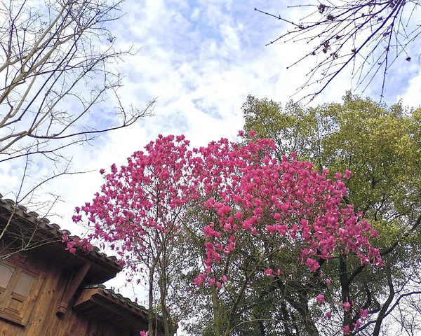 "1.岳麓山风景区🏯主要景点:岳麓书院，爱晚亭来到岳麓山，这也是必打卡景点_岳麓山"的评论图片