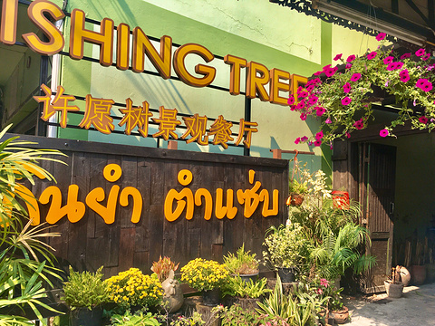 Wishing Tree ChiangMai