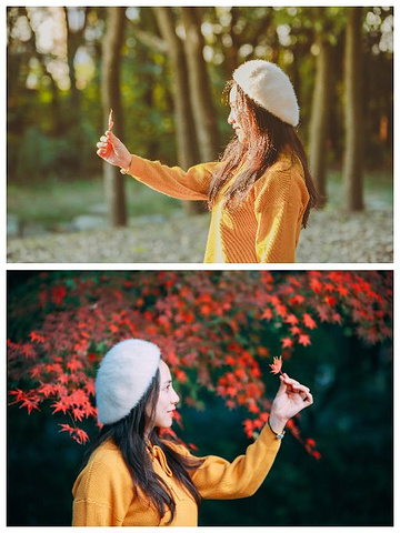 "去魔都共青森林公园收集秋天的落叶_上海"的评论图片