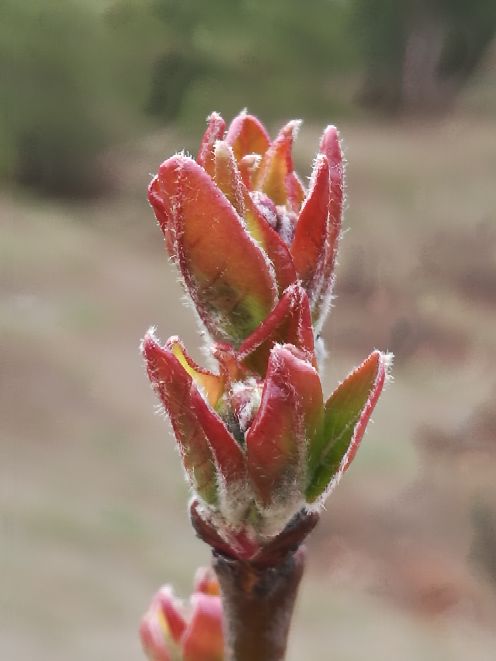 呼和浩特市植物园