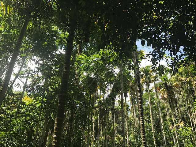 "槟榔谷还是很值得去的，因为是热带雨林，像我们住在亚热带地区是看也看不到的风景，去这种地方主要是..._海南槟榔谷黎苗文化旅游区"的评论图片