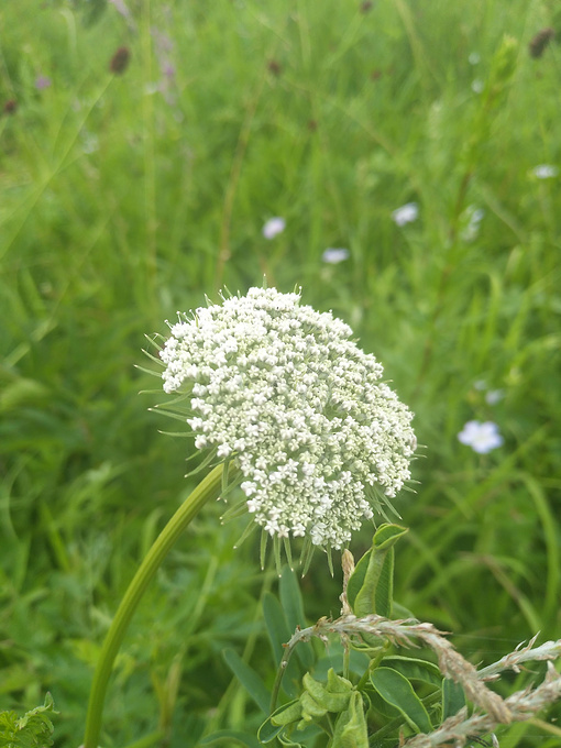 七星湖假鼠妇草湿地公园-凉亭图片
