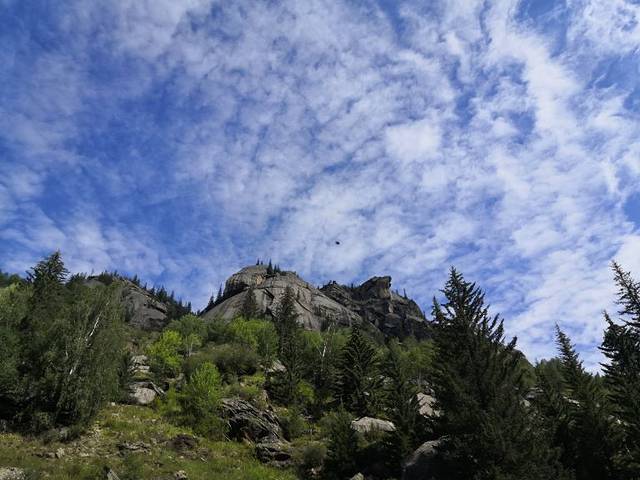 可可托海白桦林