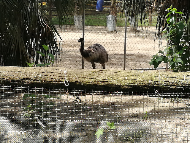 可爱的斑斓虎特别喜欢睡觉因为来的时候是中午动物们都呼呼了建议去