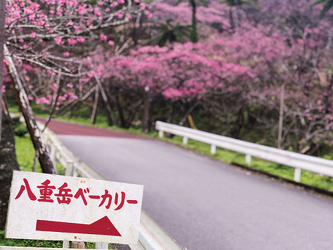 八重岳樱之森公园旅游景点图片