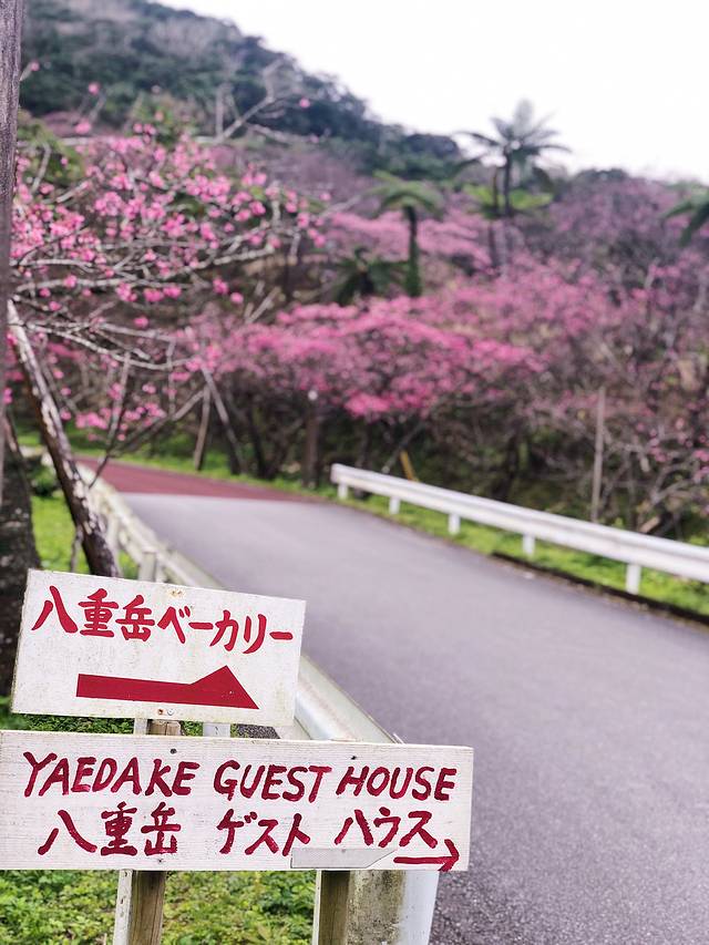 八重岳樱之森公园