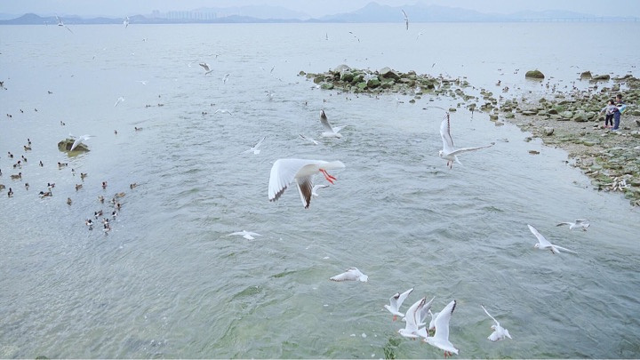 "深圳免费野餐好去处 | 喂海鸥、拍大片、环海骑行_深圳"的评论图片