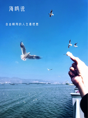 "学梁朝伟打飞的去喂海鸥，感受春天的气息_海埂大坝"的评论图片