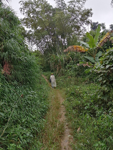 "走了一段路后，发现路上也种了茶树，沿路一排，真的很懂利用土地。《龙州媚》MV选对地方拍摄了_龙州县十八里铺农家乐饮食店"的评论图片