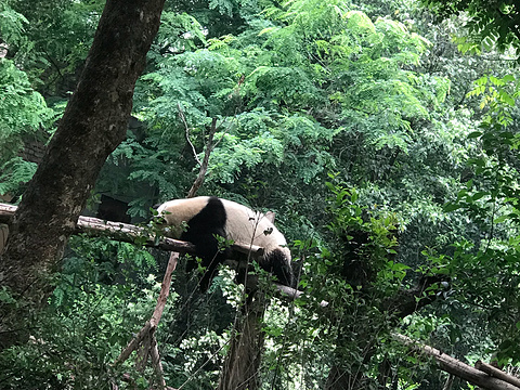 小熊猫2号活动场旅游景点图片