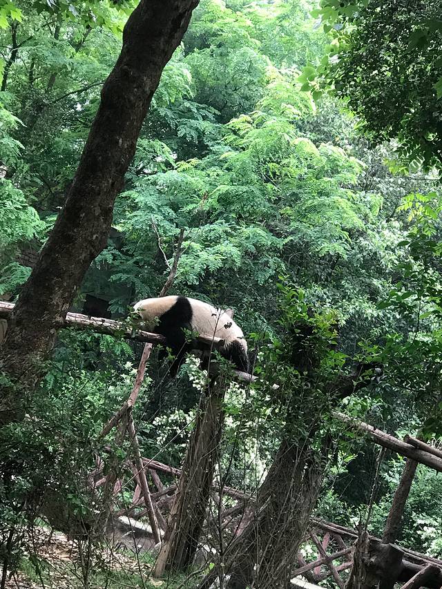 小熊猫2号活动场