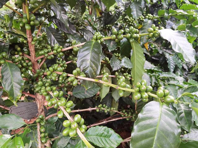 小凹子咖啡庄园