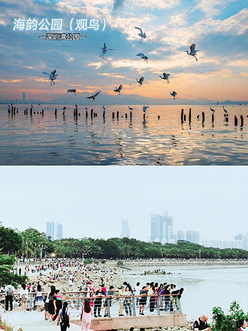 "深圳湾公园：深圳最休闲的海滨景观带_深圳湾公园"的评论图片
