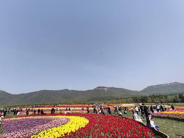 半汤郁金香高地景区