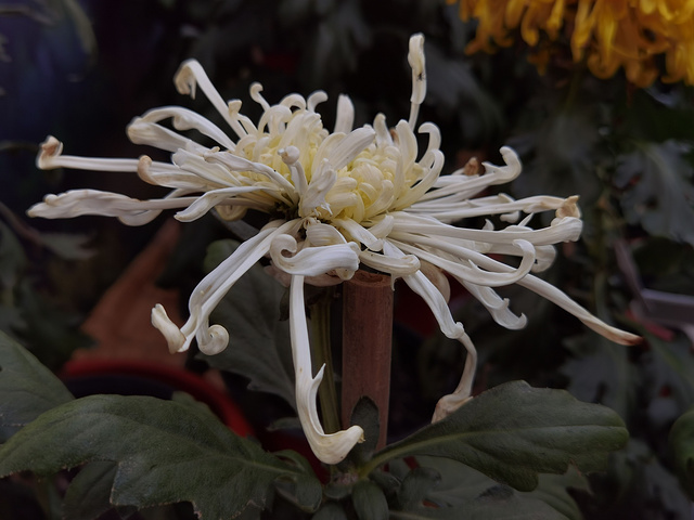 抓紧时间哦目前花田中的小菊花还有很待开放植物园中的各色小菊田还在