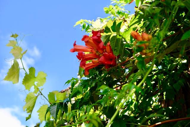 兰桂坊·花园餐厅(西湖店)