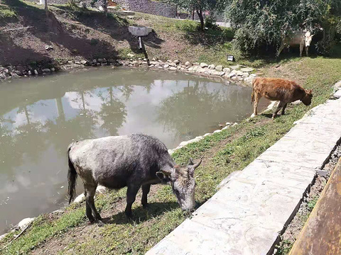 九色甘南香巴拉(合作市当周草原)旅游景点攻略图