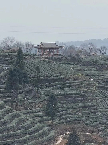 "_牛碾坪万亩观光茶园"的评论图片