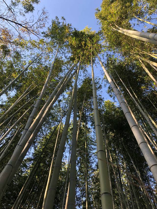 岚山 竹林小径