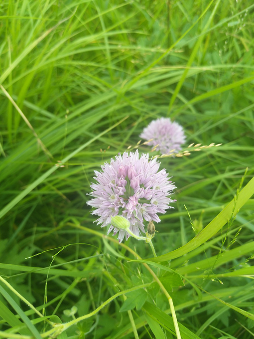 七星湖假鼠妇草湿地公园-凉亭图片