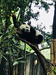 小熊猫2号活动场