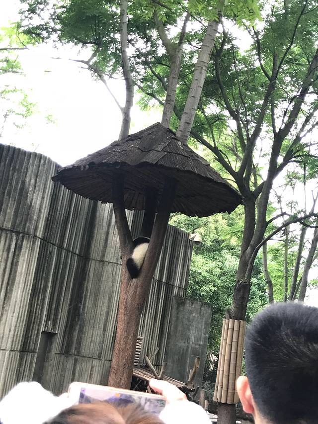 小熊猫2号活动场