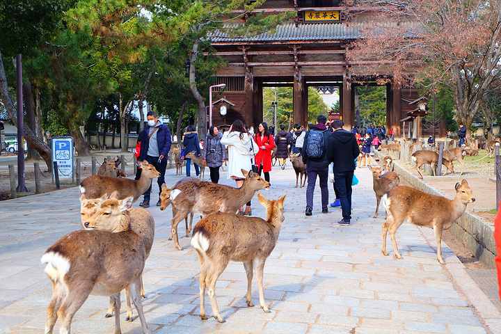 也就两三站的路程就到了奈良公园,这里要表扬一下日本的旅游景点建设