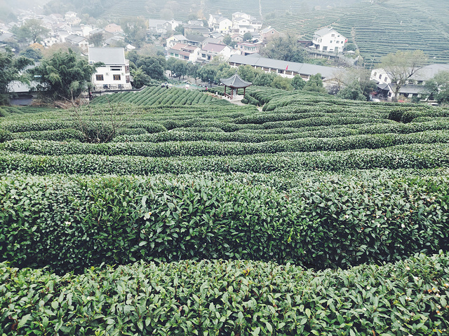 "龙井村，距离西湖不远，因盛产龙井茶而闻名于世。这座小山村，四面环山被一片片茶园所包裹_龙井村"的评论图片