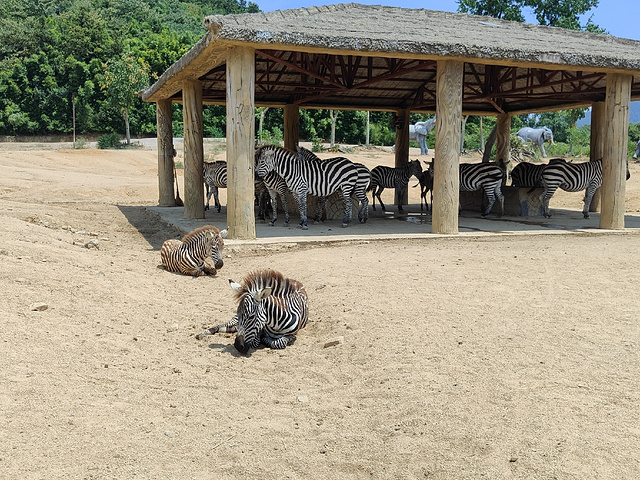 "很值得去的一家野生动物园_杭州野生动物世界"的评论图片