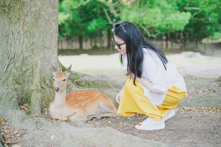 "刚下🚇的时候没有看到传说中遍地小鹿，但是随着人群走近奈良公园就发现草坪上真的全都是小鹿🦌，..._奈良公园"的评论图片