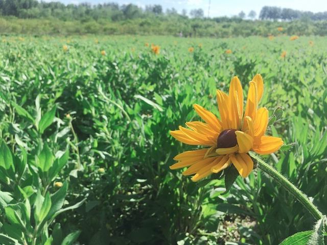 "初夏小清新，遇见七孔桥花海_北京"的评论图片