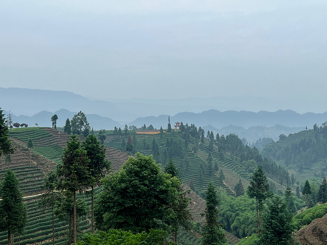2023牛碾坪万亩观光茶园游玩攻略,牛碾坪是四川雅安境内一个比.