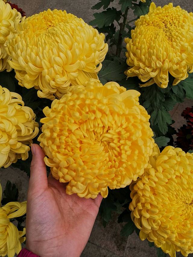 顺德人家食府(黄金广场店)