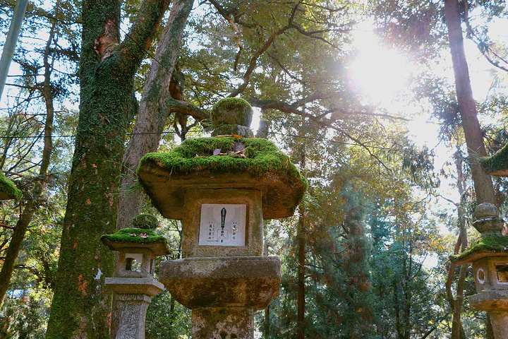 "...一座神社，旧称为春日神社，是所有前来奈良游玩的游客必须来的地方，可算是奈良的一个网红拍照打卡地_春日大社"的评论图片