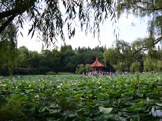 "中山公园是青岛最有年头的公园之一，小时候每周末爸爸妈妈都会带着过来玩，儿时的一些旧的娱乐设施渐..._中山公园"的评论图片
