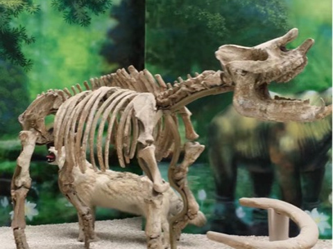 恐龙化石博物馆旅游景点图片
