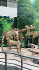 恐龙化石博物馆